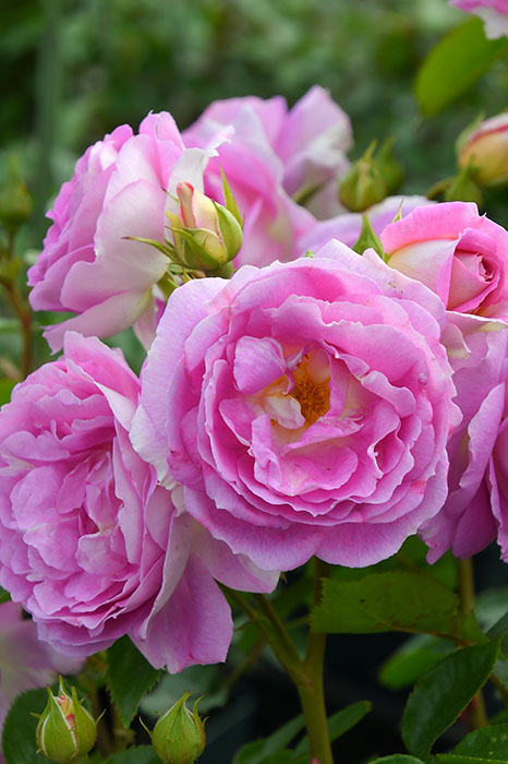 バラ苗【中苗】アークティックブルー 国産苗 6号鉢植え品［農林水産省