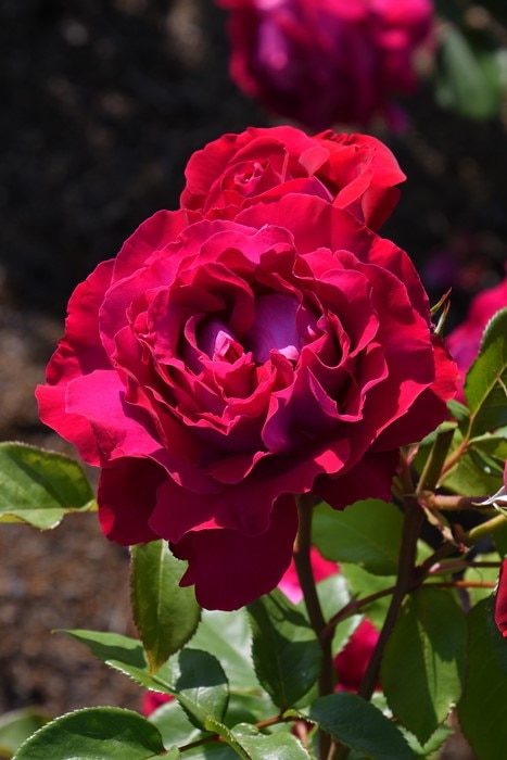 Хġġۥ꡼ǥ  6ȭʡӿ建 ʼϿдϡIR-IRO3