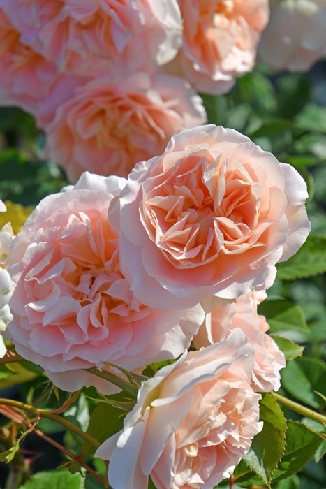 バラ苗【中苗】マティアスクラウディウスローズ 国産苗 6号鉢植え品