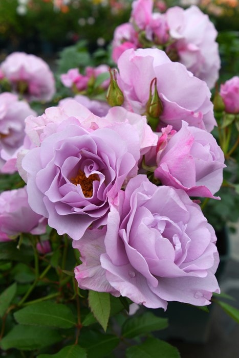 バラ苗【中苗】サマルカンド 国産苗 6号鉢植え品［農林水産省 品種登録