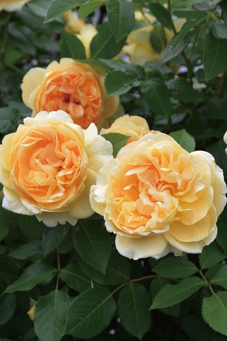 バラ苗 切花品種 DAローズ ピンク～オレンジ～イエロー フルーツ香