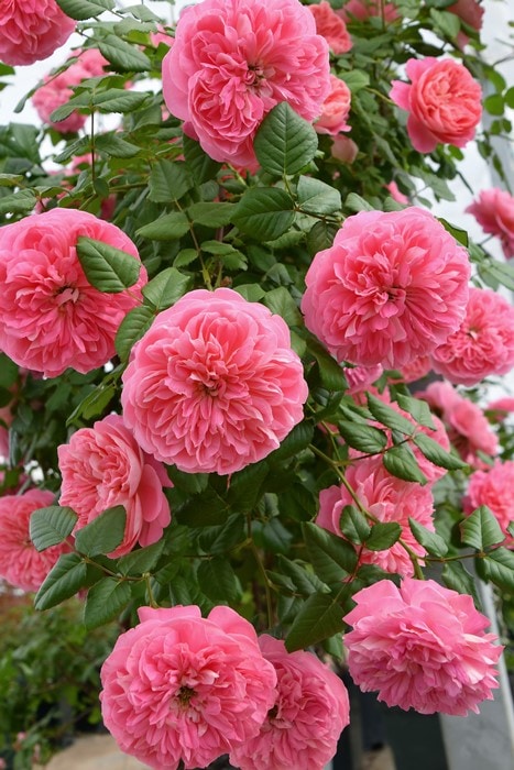 �����ġۥХ��� �饤����ϡ��� ���� 6��ȭ�����ʡ����ӿ建�� �ʼ���Ͽ�д���ϡ�J-RP��