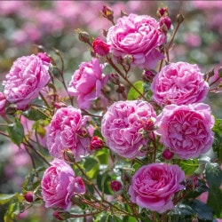 ���ߵ����ġۥХ��� �ڥͥ��ԥ饤���꡼ ͢���� 7��ȭ�����ʡ����ӿ建�� �ʼ���Ͽ�д���ϡ�ER-Y��