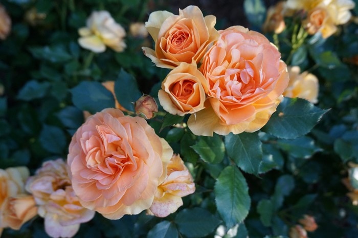 ♡NIINA様♡ご予約　バラ苗 冬季大苗】バラ苗 ニルヴァーナ 国産苗 6号鉢植え品《OM-ZEK