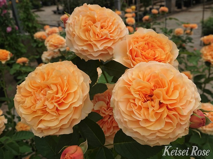 大苗】バラ苗 カントリートレンドセッター 国産苗 6号鉢植え品［農林