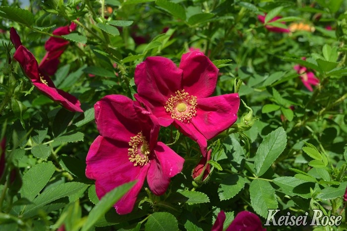 【大苗】バラ苗 ピューティア 国産苗 6号鉢植え品[農林水産省 品種登録出願中]《IRIRO3》 すべての商品 バラの家 公式本店