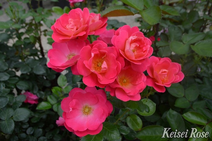 冬季大苗】バラ苗 ピンクブリックハウス 国産苗 6号鉢植え品［農林水産