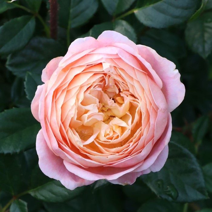 冬季大苗】バラ苗 アイウィル 国産苗 6号鉢植え品［契約品種］《KMG