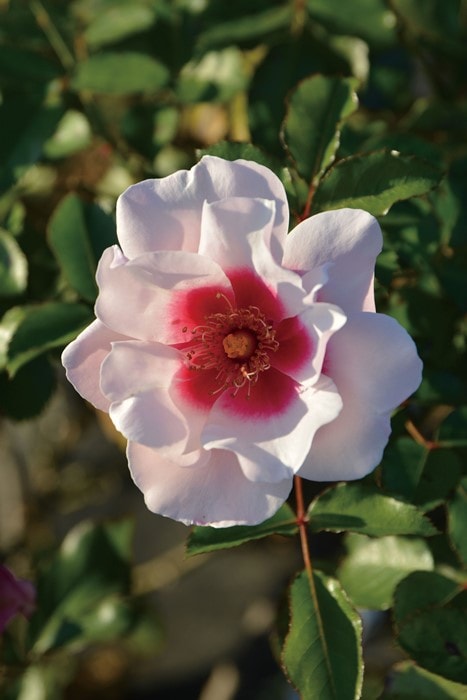 ���ߵ����ġۥХ��� �������� ���� 6��ȭ�����ʡ����ӿ建�� �ʼ���Ͽ�д���ϡ�J-RP�ա�1201�����