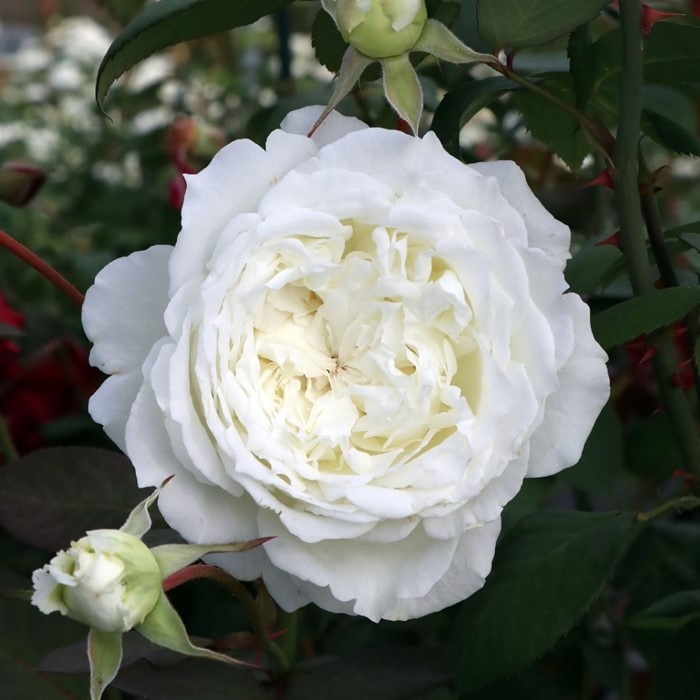 �����ġۥХ��� ����˥ƥ��ڥɥ�å����� ���� 6��ȭ�����ʡη����ʼ�ϡ�KMG-KMG��