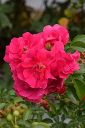 �����ġۥХ��� NOAtraum ���� 6��ȭ�����ʡ�J-FL20��