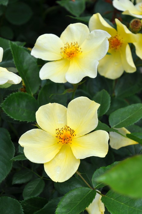 大苗】バラ苗 トッタリングバイジェントリー 輸入苗 7号鉢植え品［農林