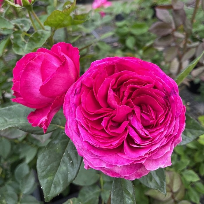 大苗】バラ苗 メルガーデン 国産苗 6号鉢植え品［契約品種］《OM-ZEN