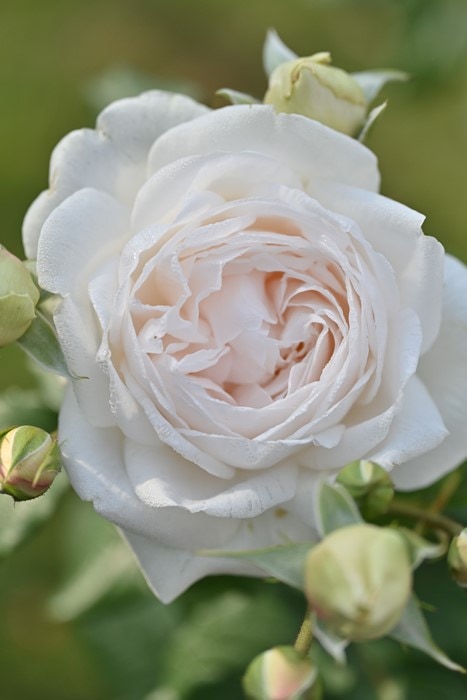 冬季大苗】バラ苗 マハネ 国産苗 6号鉢植え品《Han-DEL》 | すべての