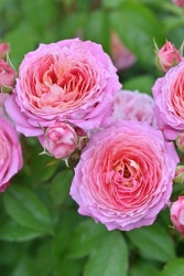 ���ߵ����ġۥХ��� �ե��å� ���� 6��ȭ�����ʡ�Han-DEL�ա�0109�����