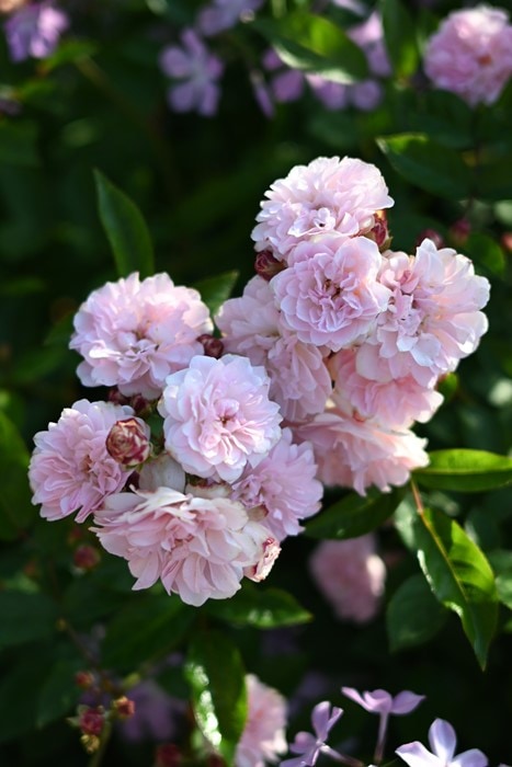 �����ġۥХ��� ����ڤ��Ȥ� ���� 6��ȭ�����ʡ����ӿ建�� �ʼ���Ͽ�д���ϡ�Kb-RM��