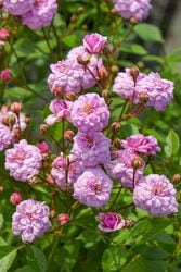 �����ġۥХ��� �����ܥ� ���� 6��ȭ�����ʡη����ʼ�ϡ�JB-YR��