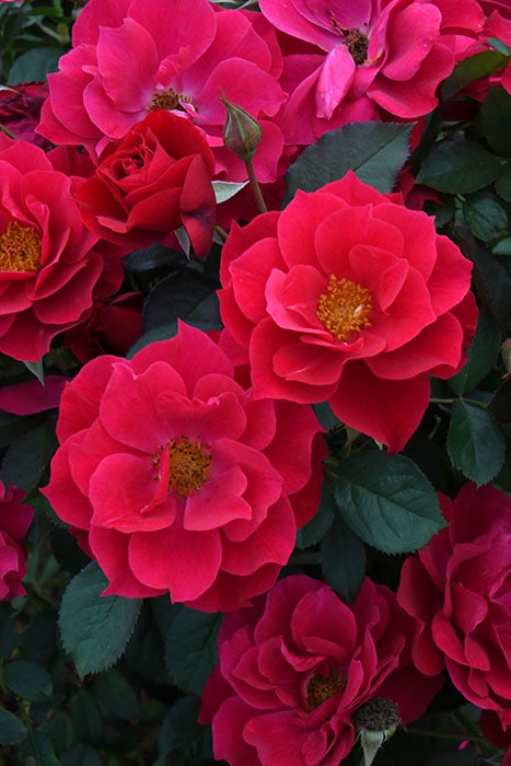 バラ苗【中苗】風姿花伝 紅 国産苗 6号鉢植え品［農林水産省 品種登録