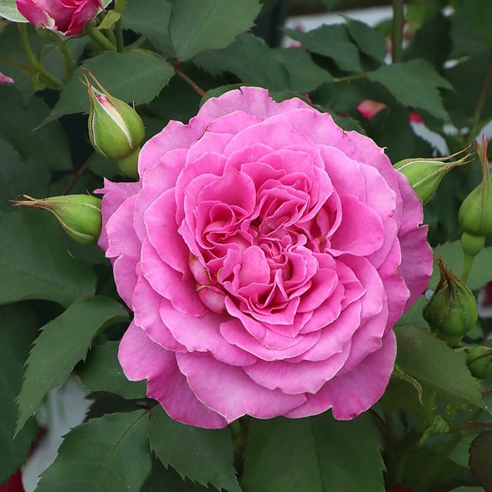 バラ苗【中苗】ピンクレモネード 国産苗 6号鉢植え品［契約品種］《KMG