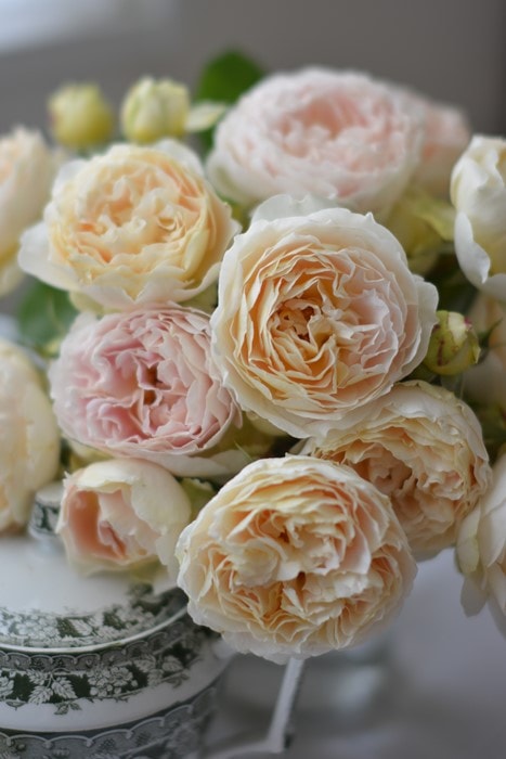 バラ苗【中苗】アンヌ 国産苗 6号鉢植え品［農林水産省 品種登録出願中