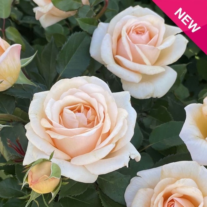 ひろココさま ご確認用 バラ苗木 ひろココさま ご確認用 バラ苗木 ひろココさま ご確認用 バラ苗木