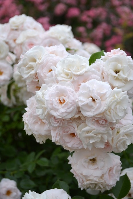 �����ġۥХ��� �����ԥ������� ���� 6��ȭ�����ʡ����ӿ建�� ��Ͽ�ʼ�ϡ�IR-IRO3��