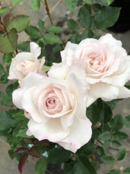 �����ġۥХ��� ���֤��ڰ˿�� ���� 6��ȭ�����ʡ����ӿ建�� �ʼ���Ͽ�д���ϡ�Kb-KBO��