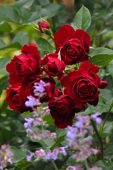 冬季大苗】バラ苗 ローズブルイィ 国産苗 6号鉢植え品［契約品種］《OM