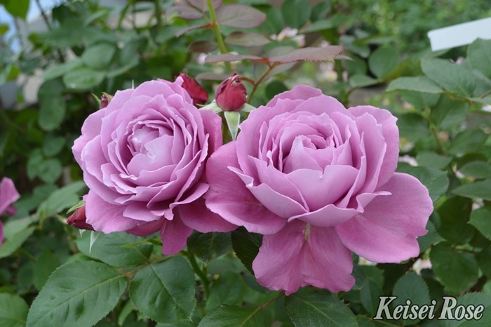 冬季大苗】バラ苗 こいいづな【恋いづな】 国産苗 6号鉢植え品［農林