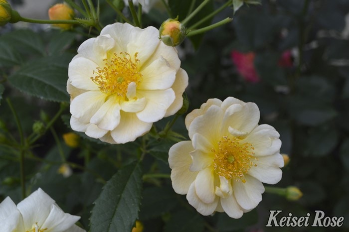 冬季大苗】バラ苗 サニーシルエッタ 国産苗 6号鉢植え品［農林水産省