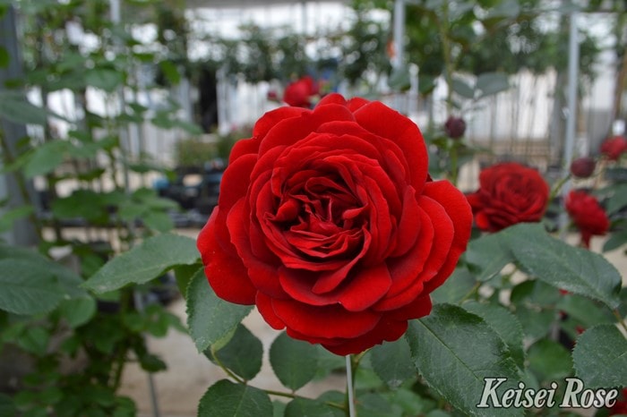 冬季大苗】バラ苗 ライデンシャフト 国産苗 6号鉢植え品［契約品種