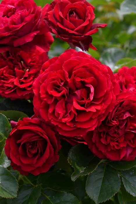 冬季大苗】バラ苗 プランタジネット 国産苗 6号鉢植え品［農林水産省