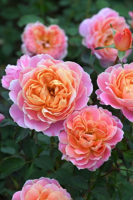 パッチワークタペストリー「バラの花園」 大苗】バラ苗 タペストリー 国産苗 6号鉢植え品［農林水産省