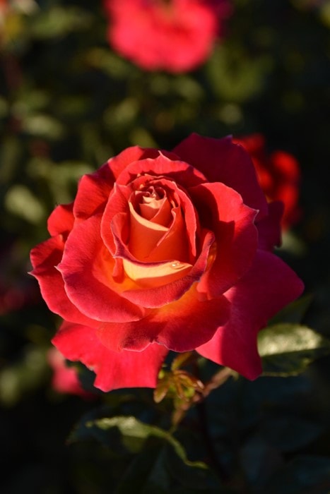 ���ߵ����ġۥХ��� �ԥ塼�� ���� 6��ȭ�����ʡη����ʼ�ϡ�J-RP�ա�1201�����