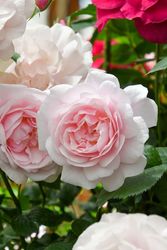 ġۥХ å奵ƥ  6ȭʡηʼϡJB-AE2024տʼ