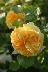 ġۥХ ҥ  6ȭʡӿ建 ʼϿдϡJ-RP2024տʼ0711