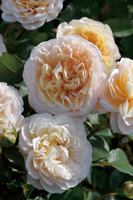 冬季大苗】バラ苗 エクリュ 国産苗 6号鉢植え品［農林水産省 品種登録