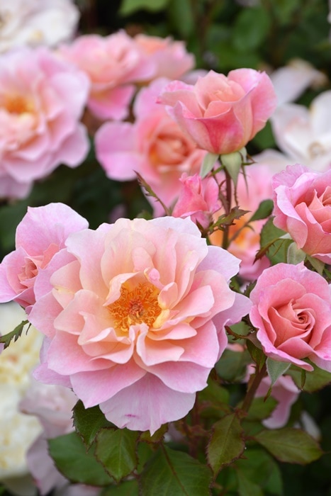 冬季大苗】バラ苗 ルーブル 国産苗 6号鉢植え品［契約品種］《J-RP