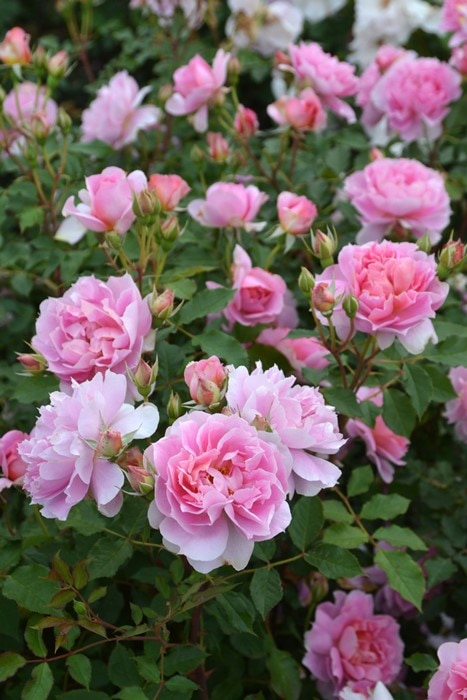 �����ġۥХ��� �ࡼ��饤�ȥ��ʥ� ���� 6��ȭ�����ʡ����ӿ建�� �ʼ���Ͽ�д���ϡ�J-RP��