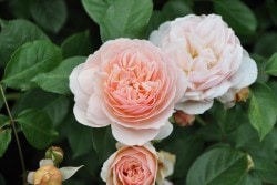 ���ߵ����ġۥХ��� ���������ȥ���ꥨ�å� ͢���� 7��ȭ�����ʡ�ER-Y��