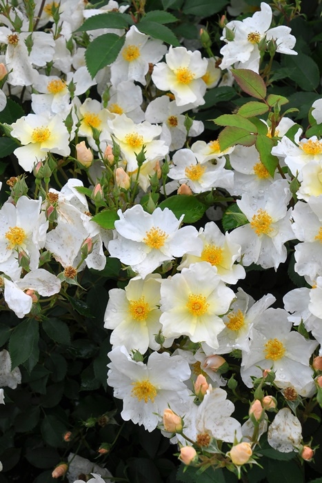 冬季大苗】バラ苗 キューガーデン 輸入苗 7号鉢植え品［農林水産省