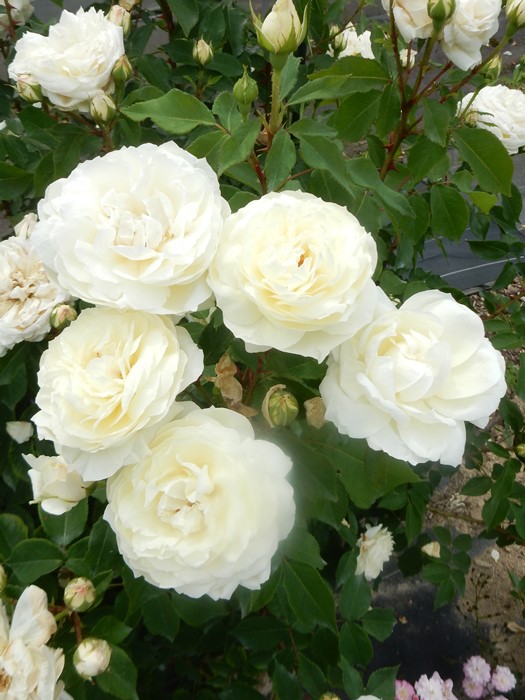 冬季大苗】バラ苗 雨ニモマケズ・ノースアイボリー 国産苗 6号鉢植え品