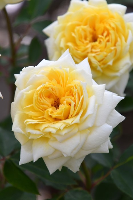 冬季大苗】バラ苗 ひかりの素足 国産苗 6号鉢植え品［契約品種］《JB