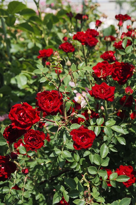 長尺苗】【大苗】バラ苗 レッドカスケード【レッドキャスケード】 国産