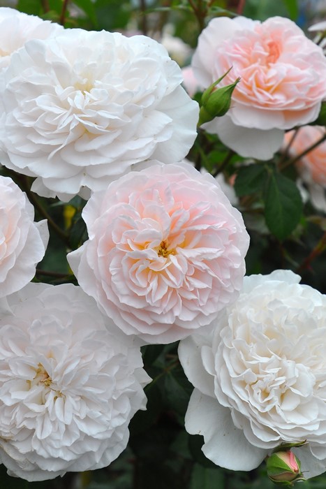 RIKO バラ 苗 バラ苗 【アイスバーグ】 (アウトレット苗) フロリバンダ 四季咲き 中