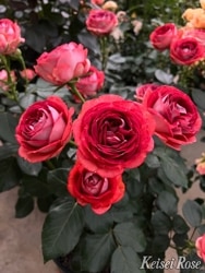 �Х��ġ����ġۥ��ȥ��٥꡼�ߥ��� ���� 6��ȭ�����ʡ����ӿ建�� �ʼ���Ͽ�д���ϡ�J-IRM3��2024�����ʼ�