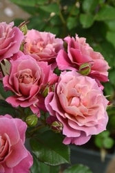 ХġġۤΤڰξ  6ȭʡӿ建 ʼϿдϡJ-RP2024ʼ