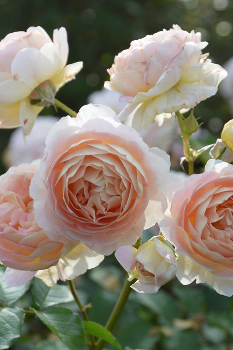 バラ苗【中苗】サシェ 国産苗 6号鉢植え品［農林水産省 品種登録出願中