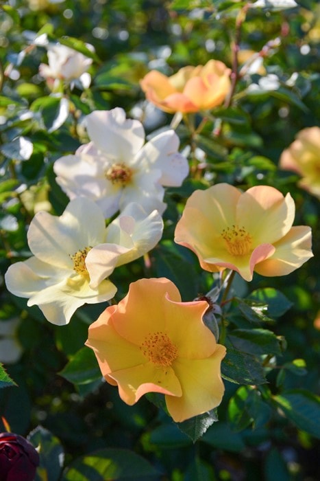 �Х��ġ����ġ����Ѳ��� ���� ���� 6��ȭ�����ʡ����ӿ建�� �ʼ���Ͽ�д���ϡ�J-RP��2024�����ʼ�