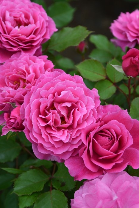 バラ苗【中苗】パルミラ 国産苗 6号鉢植え品［農林水産省 品種登録出願